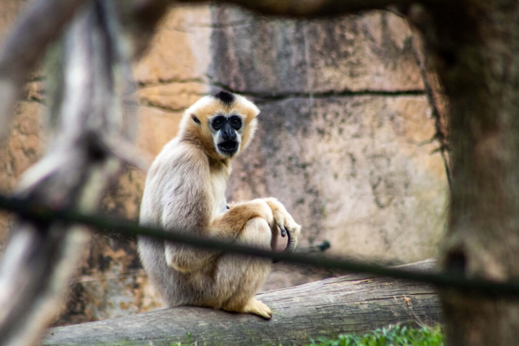 Aesthetic Wildlife Shot with a Solo Gibbon Amidst Picture-Perfect Desktop Background Wallpaper