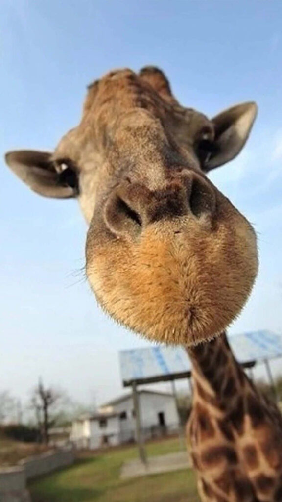 Curious Giraffe Close-Up Wallpaper with Blue Sky Background