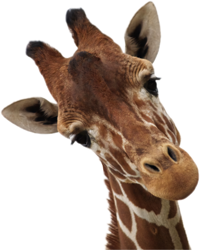 Curious Giraffe Close-Up: Patterned Fur & Gentle Expression Wallpaper