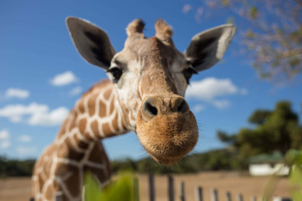 Charming Giraffe Wallpaper: Close-Up with Blue Sky Background