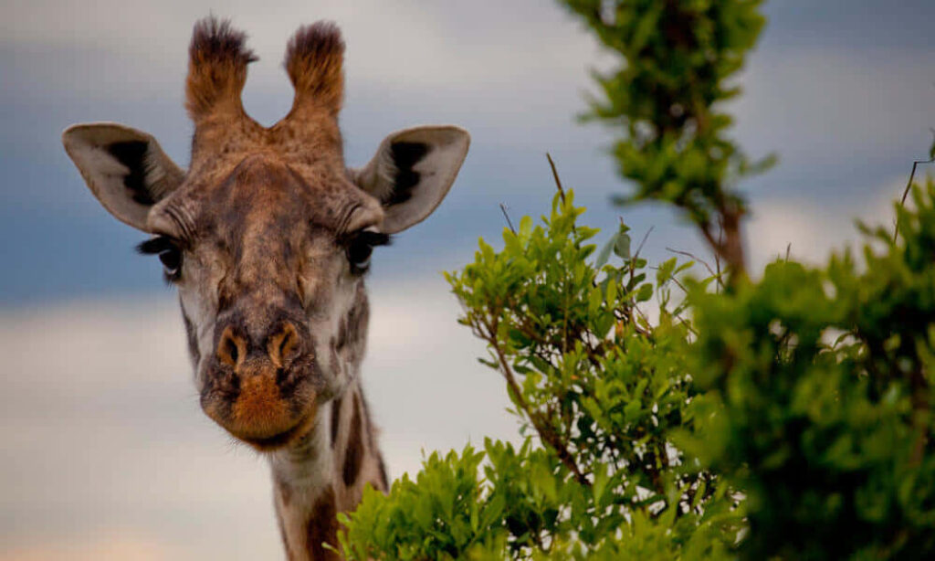 Curious Giraffe Among Lush Greens - Serene Nature Wallpaper