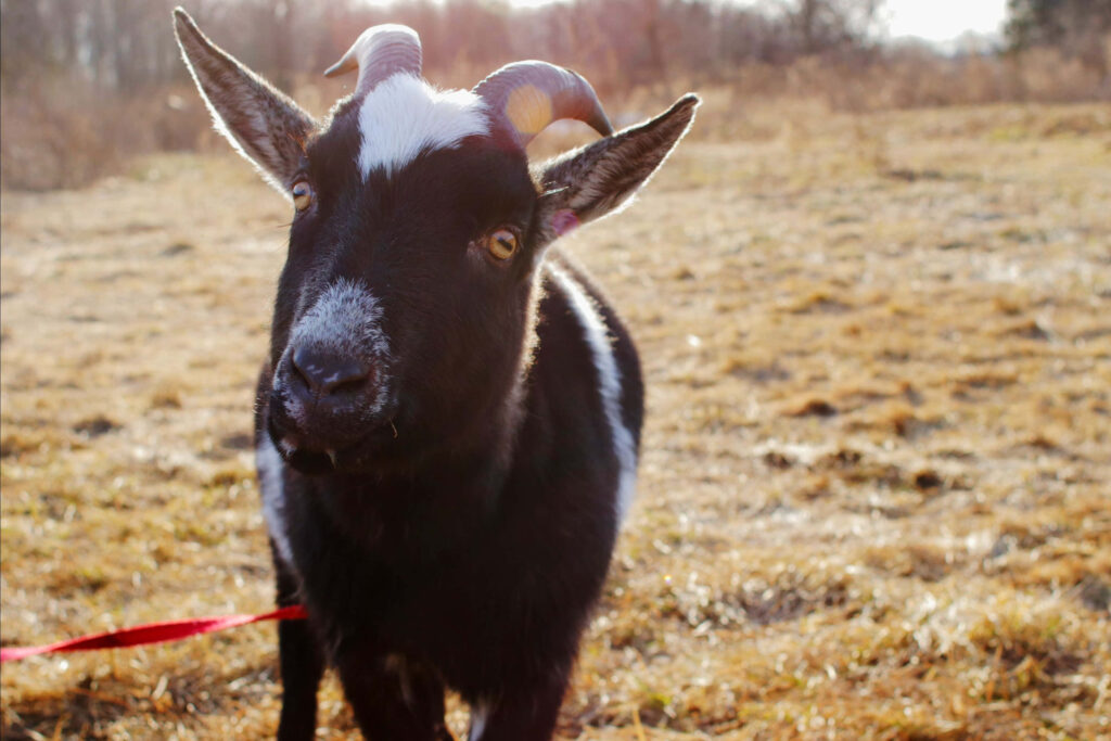 Curious Goat in Serene Sunlit Field – Captivating Countryside Image Wallpaper