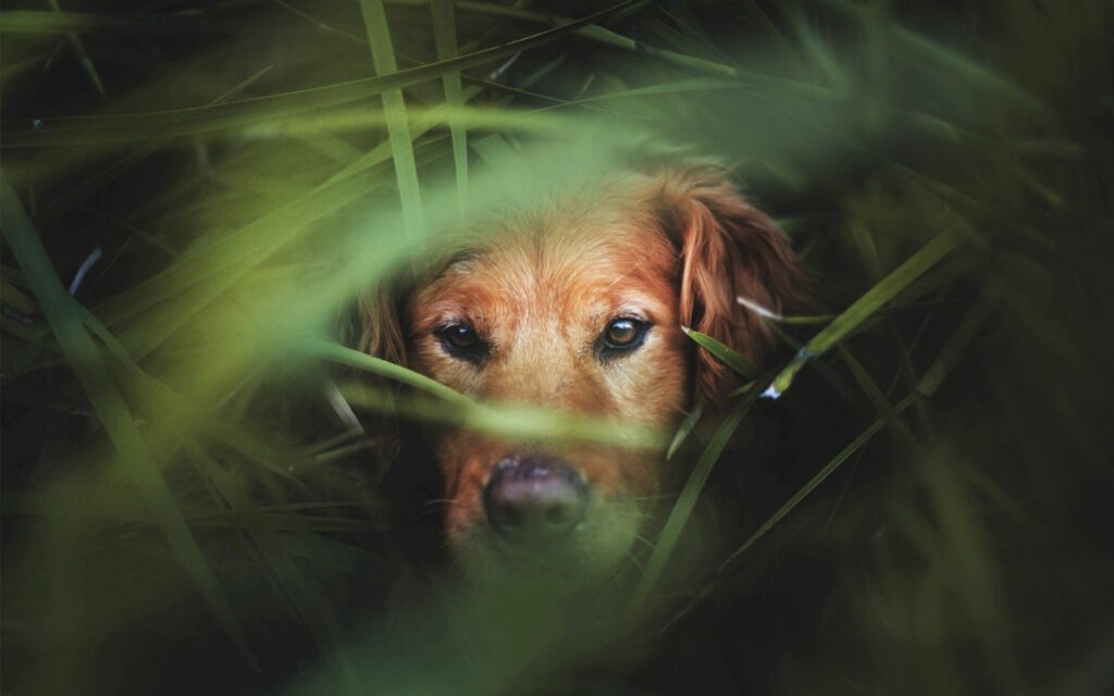 Golden Retriever Peeking Through Lush Grass: Curiosity & Adventure Wallpaper