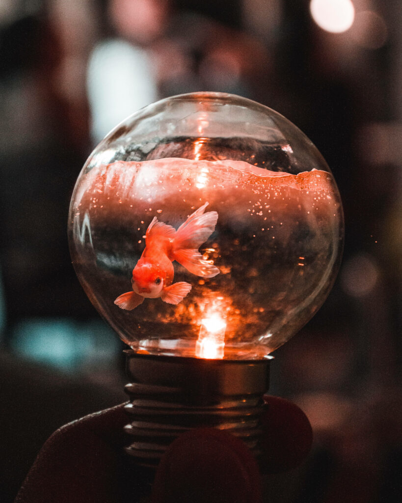 Curious goldfish swimming inside transparent light bulb creative nature wallpaper background