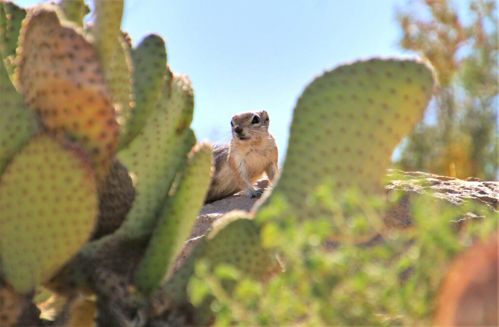Curious Gopher on Rock Surrounded by Cacti - Desert Wallpaper