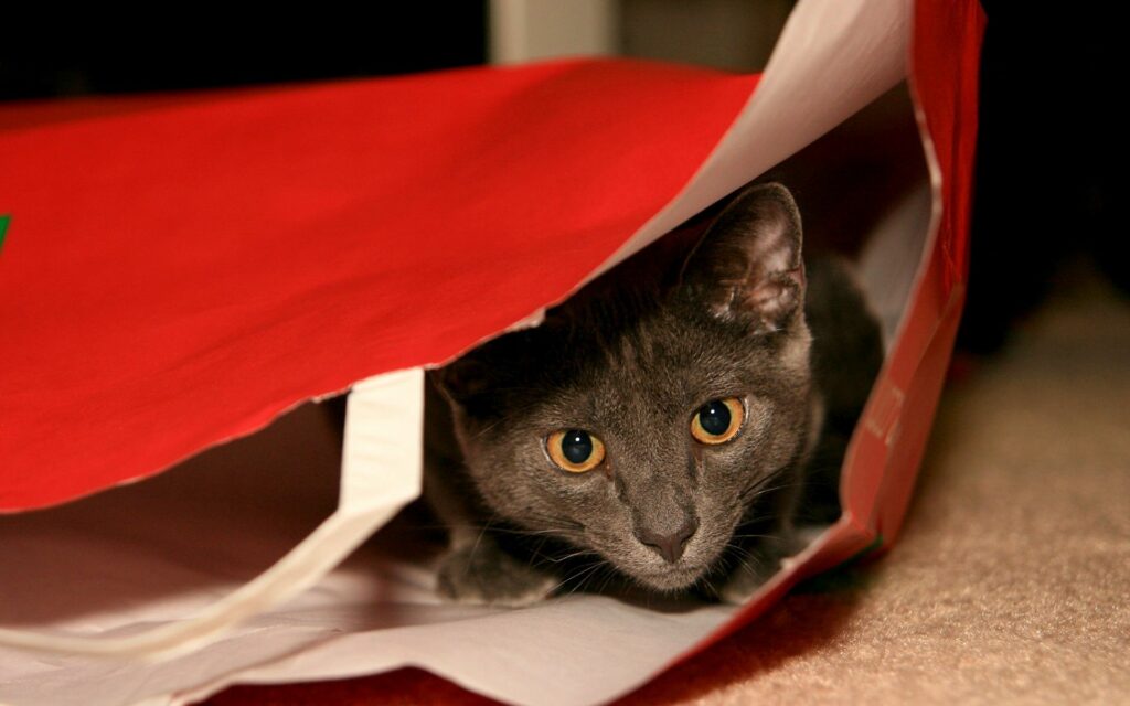 Curious Gray Cat Peeking from Red Package - Playful Wallpaper