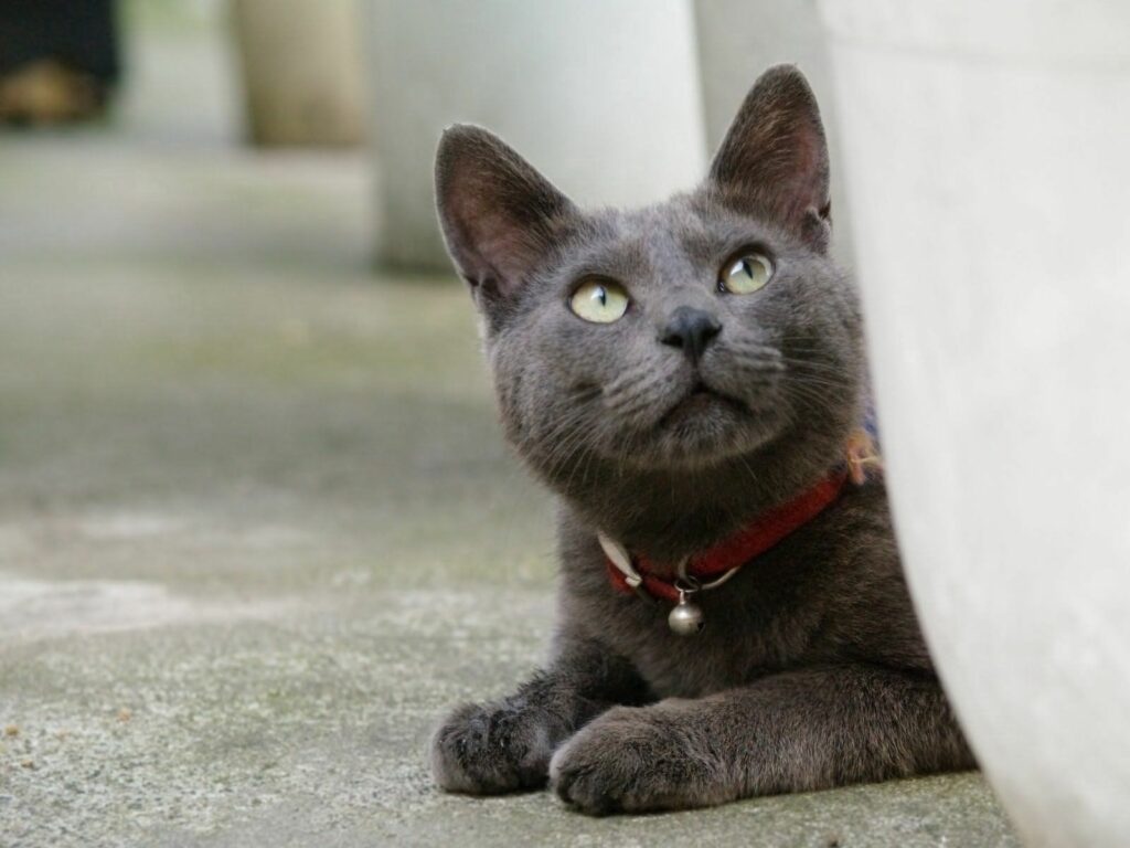 Curious Gray Cat with Red Collar in Muted Outdoor Setting Wallpaper