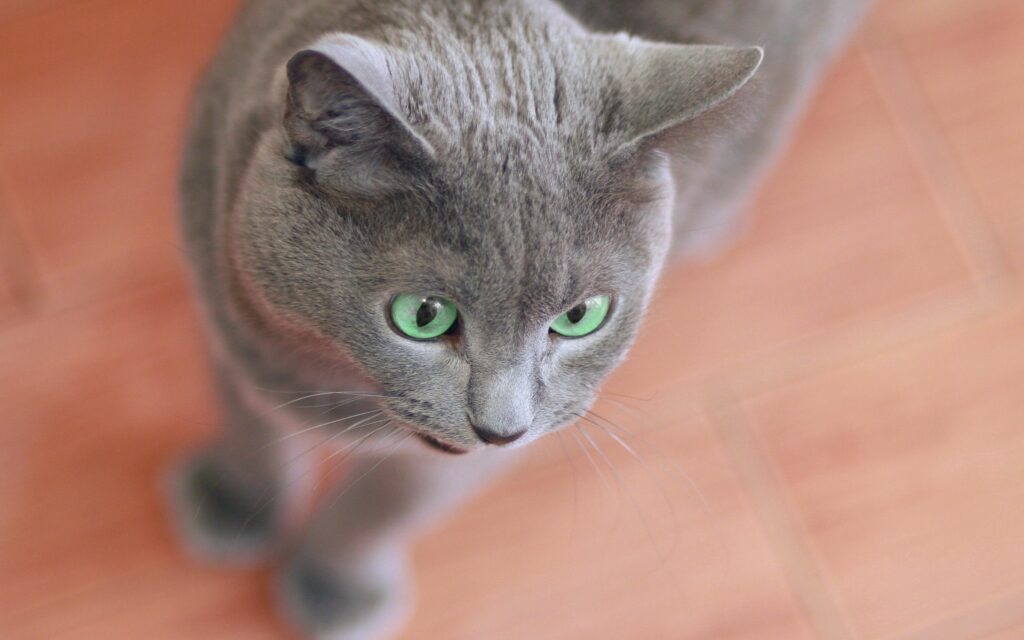 Curious Gray Cat with Green Eyes Wallpaper - Soft, Serene Background