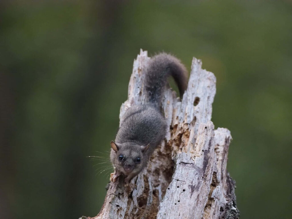 Curious gray dormouse perched on weathered tree stump with green blurred nature background Wallpaper