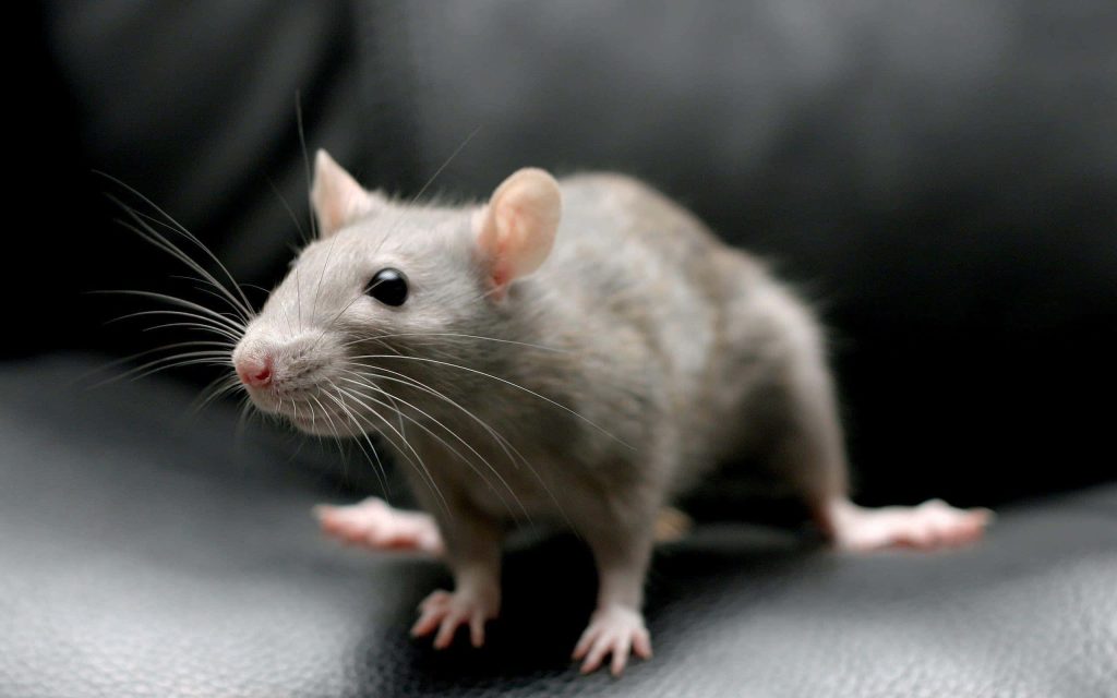 Curious domestic fancy rat with soft gray fur and long whiskers on black background wallpaper