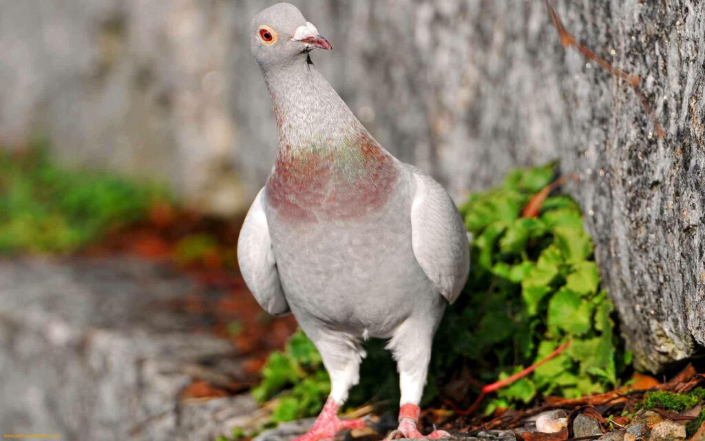Curious Gray Pigeon Wallpaper Amid Lush Greenery & Stone Background