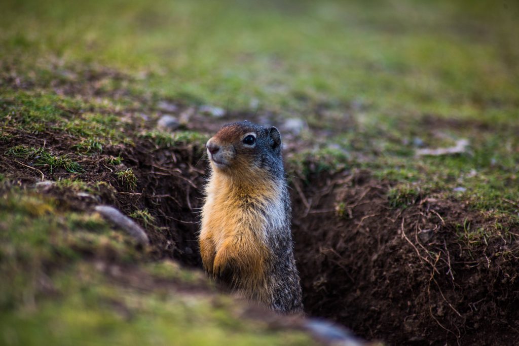 Curious ground squirrel peeking from burrow in green grass realistic wildlife wallpaper background