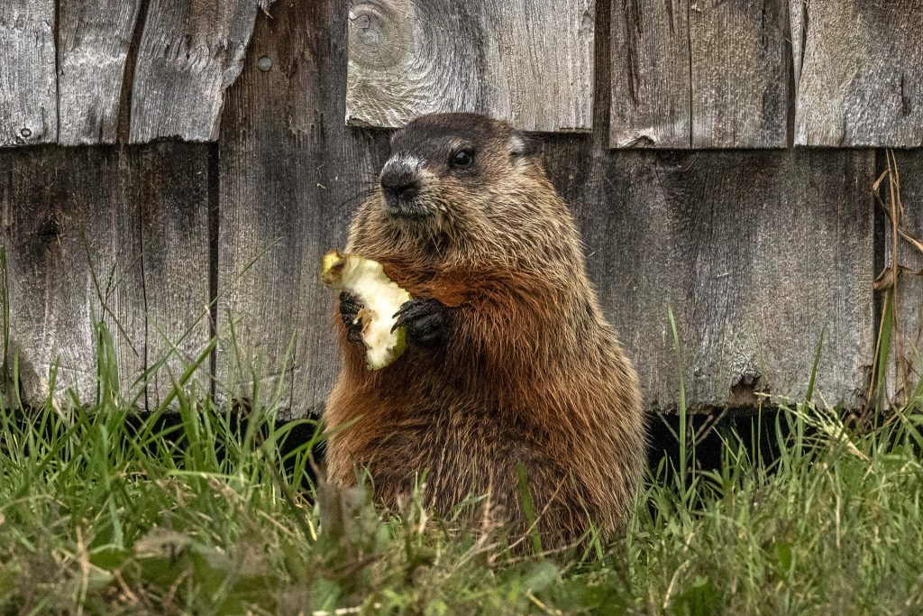 Curious groundhog eating apple in green grass by rustic wooden fence wildlife nature wallpaper