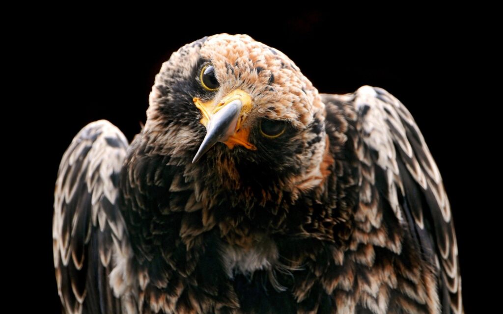 Close-Up Hawk Wallpaper: Sharp Beak & Feathers on Dark Background