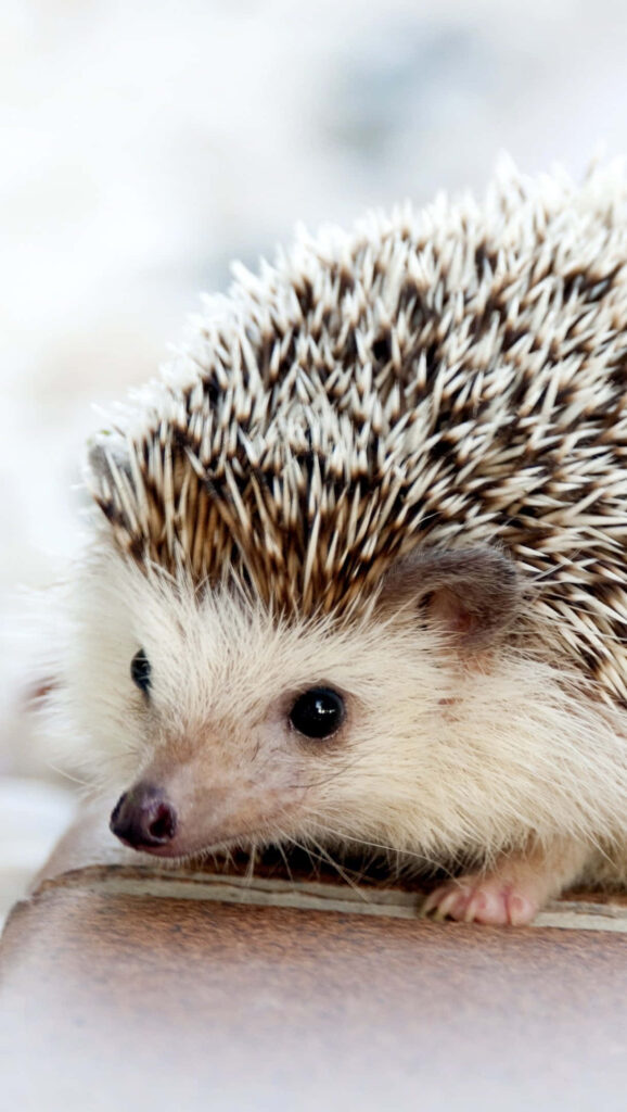 Curious Hedgehog Close-Up: Spiky Adventure Wallpaper Background
