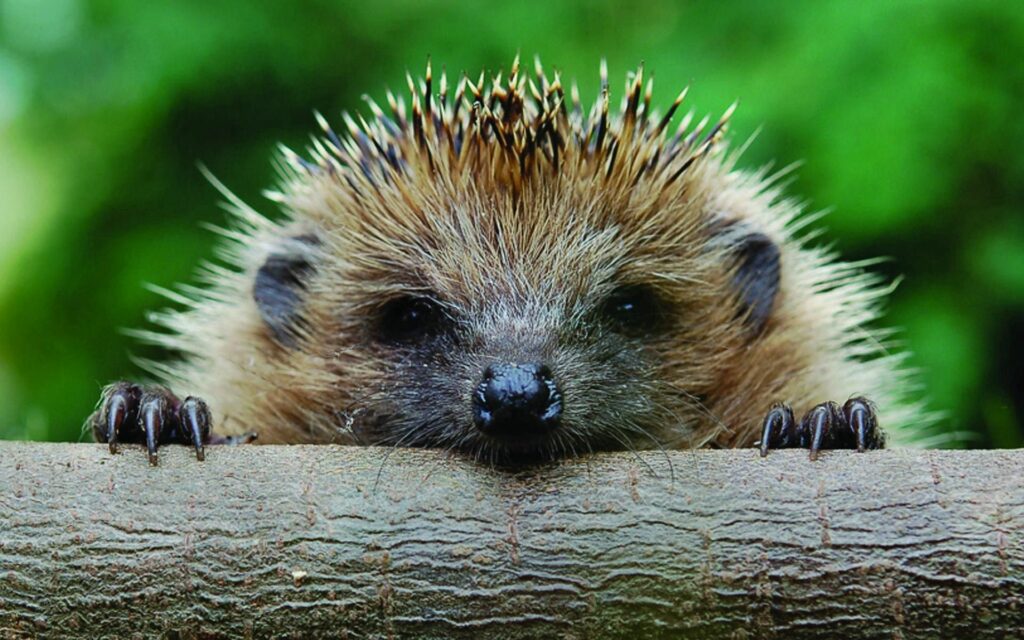 Curious Hedgehog Close-Up Over Timber with Blurred Green Background Wallpaper
