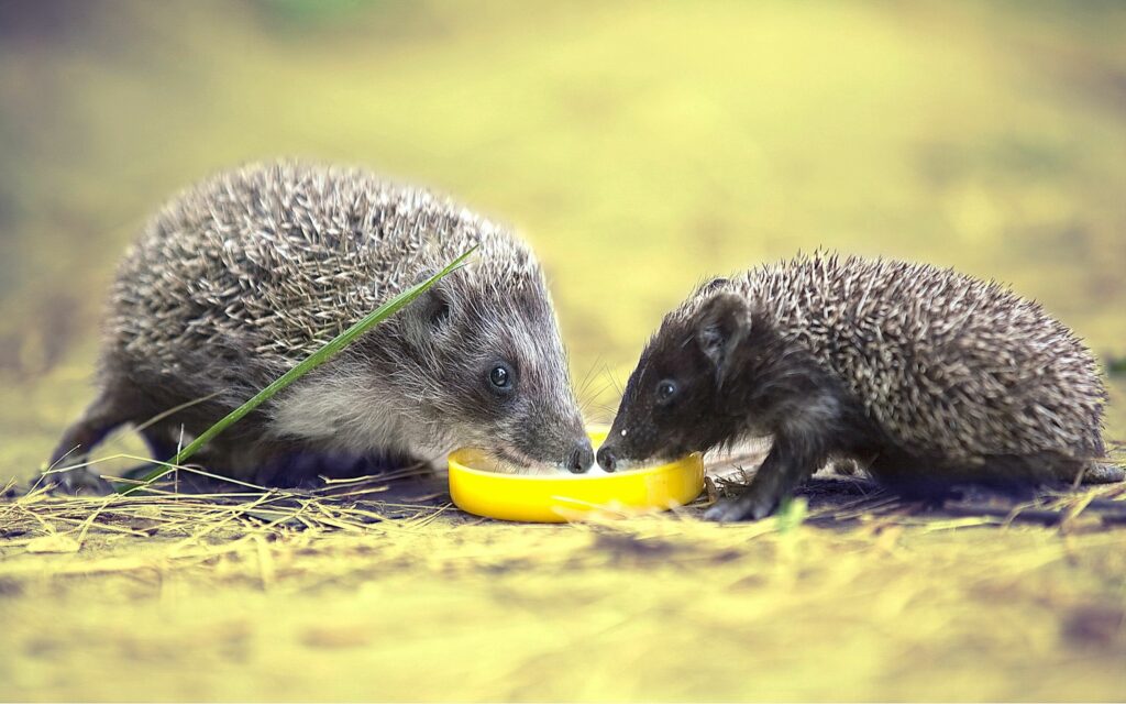 Curious Hedgehogs Exploring a Lemon Slice in Sunlit Nature Wallpaper