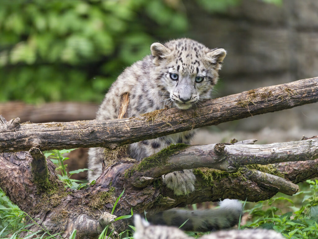 Playful Irbis Kitten on Log in Lush Wildlife Background - High-Res Wallpaper