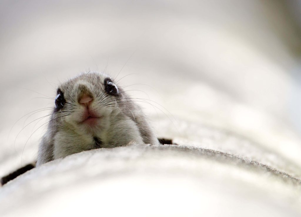 Japanese Dwarf Flying Squirrel peeking from tree hollow nature wallpaper background close-up