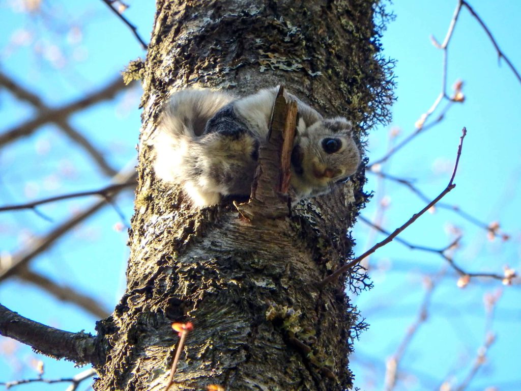 Japanese dwarf flying squirrel peeking from lichen tree trunk with blue sky background Wallpaper
