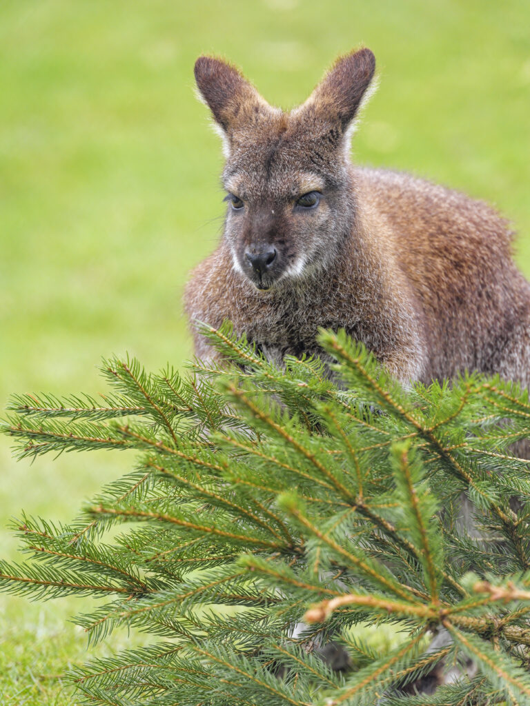 Curious Kangaroo Among Spruce Branches - Serene Nature Wallpaper