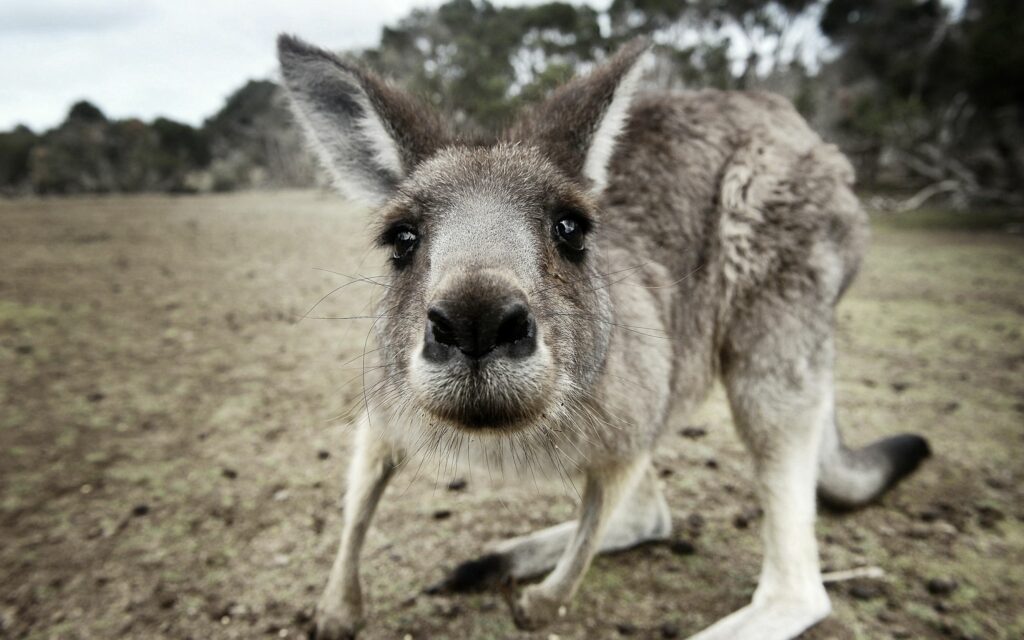 Curious Kangaroo Close-Up Wallpaper: Amusing Expression in Nature