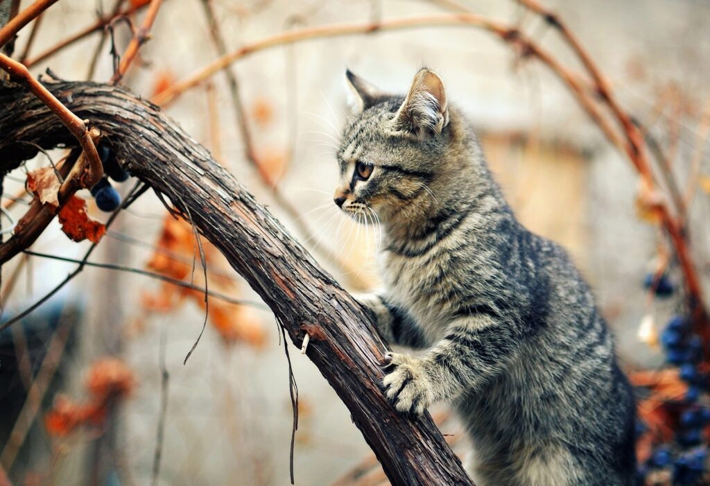 Curious Kitten Climbs Wet Branch Surrounded by Twigs and Droplets Wallpaper