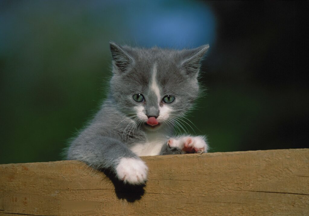 Curious Kitten Peeking Over Fence in Lush Green Setting Wallpaper