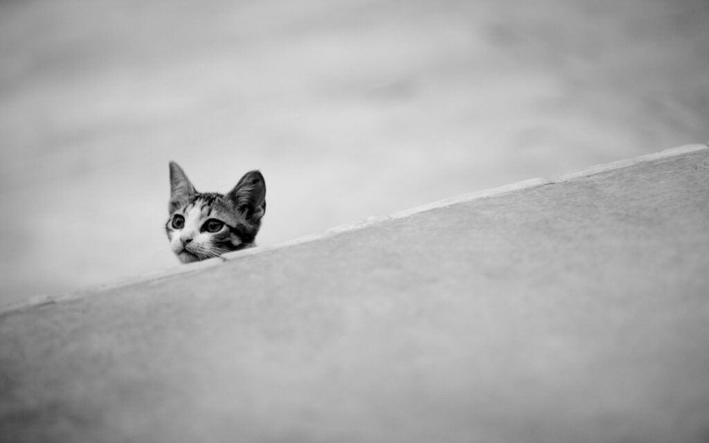 Curious Kitten in Grayscale: A Captivating Monochrome Moment Wallpaper