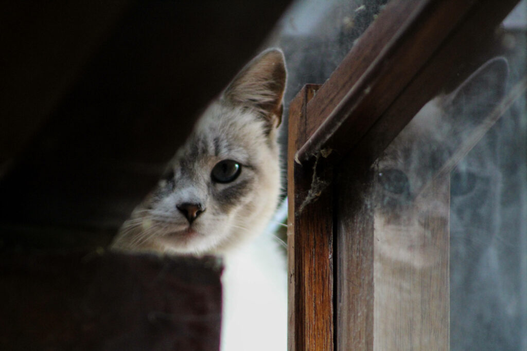 Curious Kitten Reflection: Serene Window Wallpaper Background