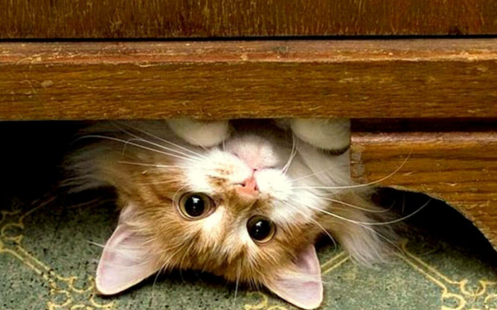 Curious Kitten Peeking Wallpaper: Fluffy Fur & Playful Charm