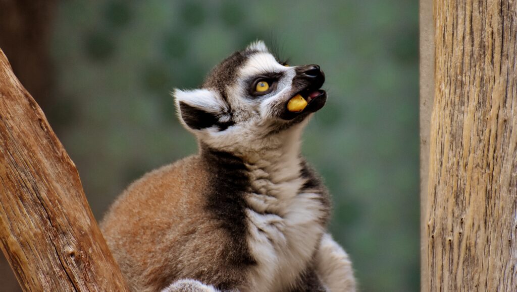 Curious Lemur Close-Up on Branch Enjoying Snack - Nature Background Wallpaper