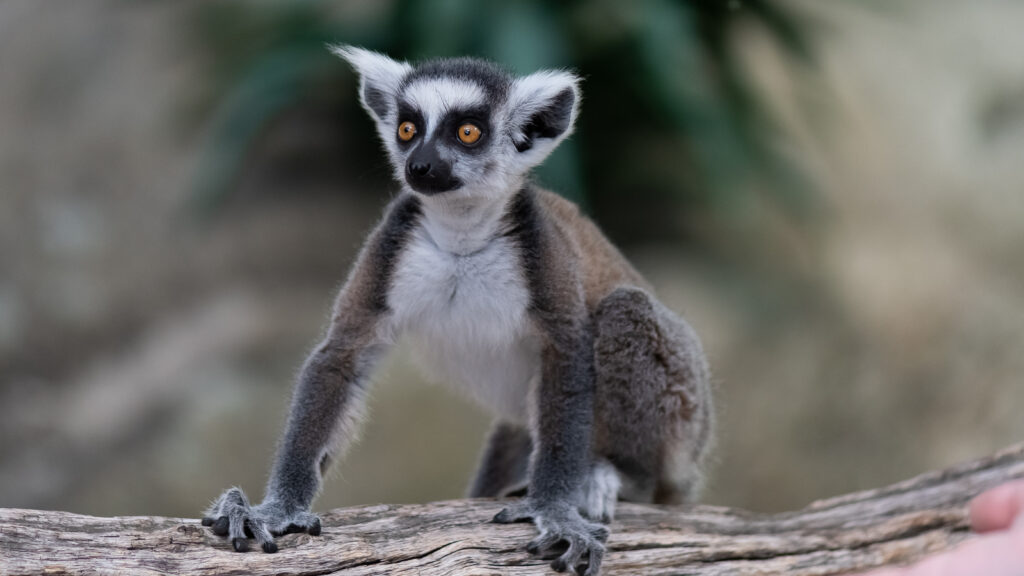 Curious Lemur Wallpaper: Playful Pet on Log with Soft Background