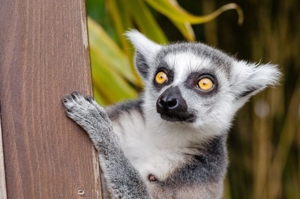 Curious Lemur Close-Up: Striking Yellow Eyes & Lush Green Background Wallpaper