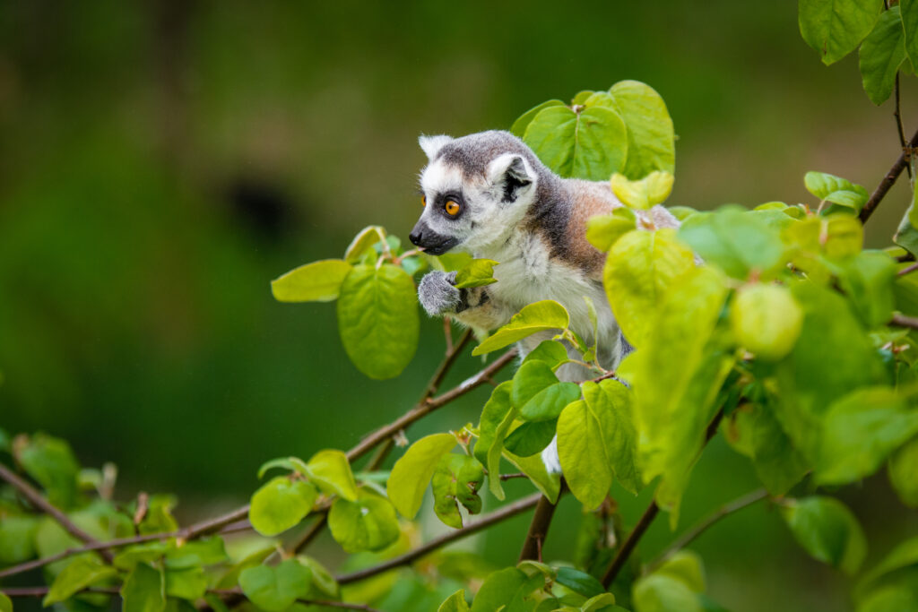 Curious Lemur on Green Branch: A Vibrant Jungle Scene Wallpaper