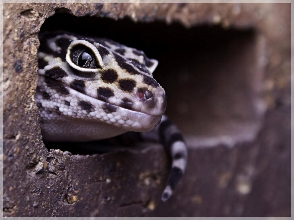 Curious leopard gecko peeking from crevice showing vibrant spotted pattern and alert gaze Wallpaper