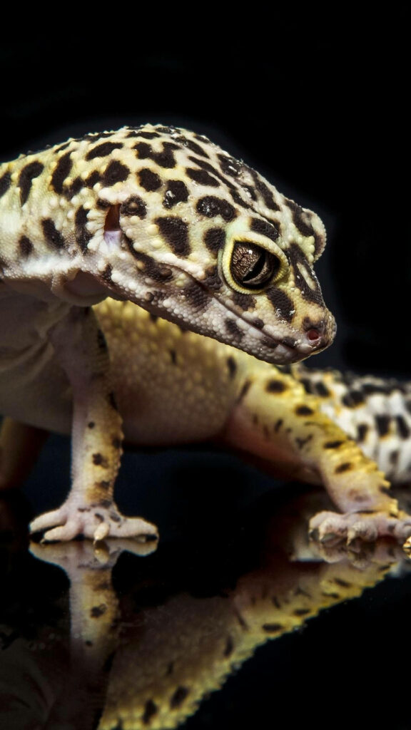Curious Leopard Gecko Portrait: Vibrant Patterns on Black Background Wallpaper
