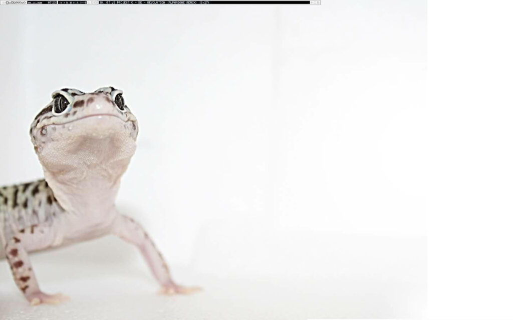 Curious leopard gecko looking up on white background minimalist reptile wallpaper design