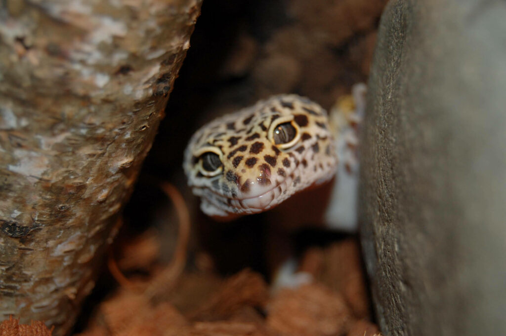 Vibrant Leopard Gecko Peeking from Cozy Natural Hideout Wallpaper