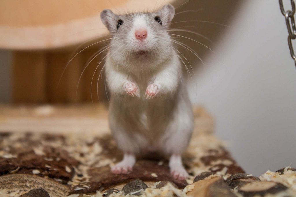 Curious light gray and white gerbil standing tall with sharp gaze in wood-chip enclosure wallpaper