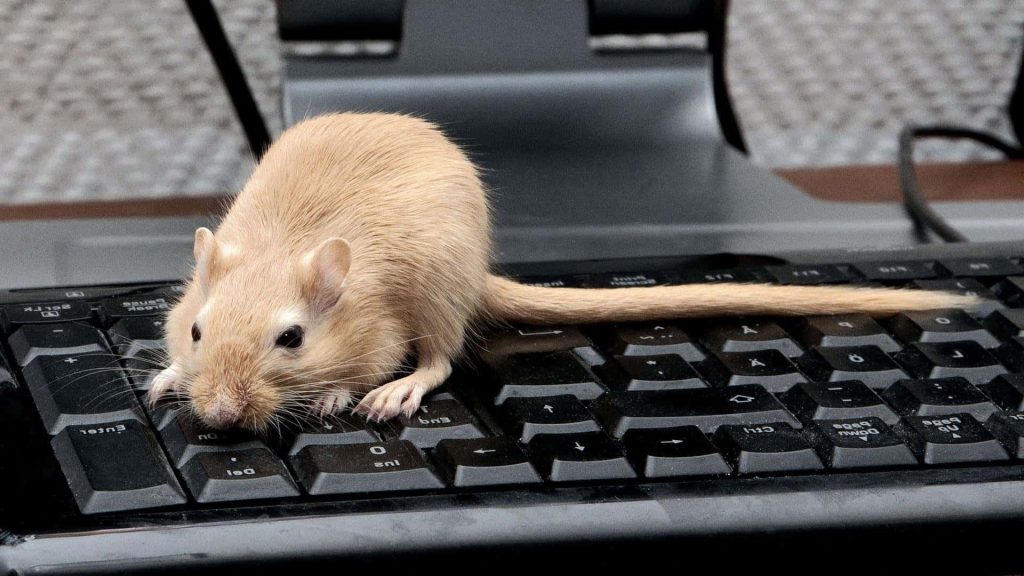 Light-tan gerbil on black keyboard soft lighting high-contrast wallpaper cute animal tech background