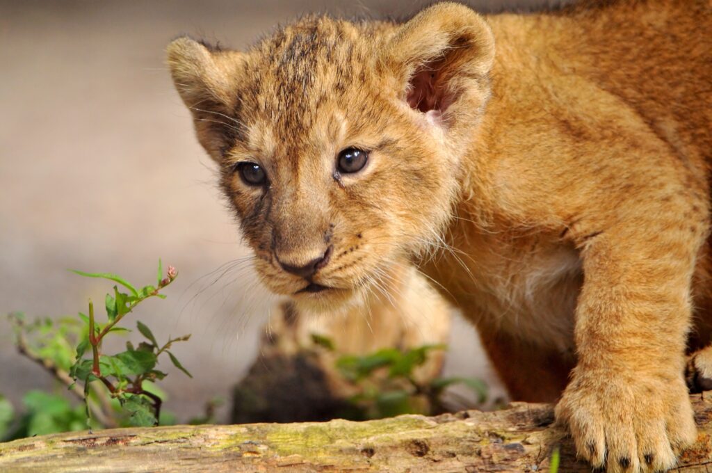 Adventurous Lion Cub Wallpaper: Curious Cub in Nature's Embrace