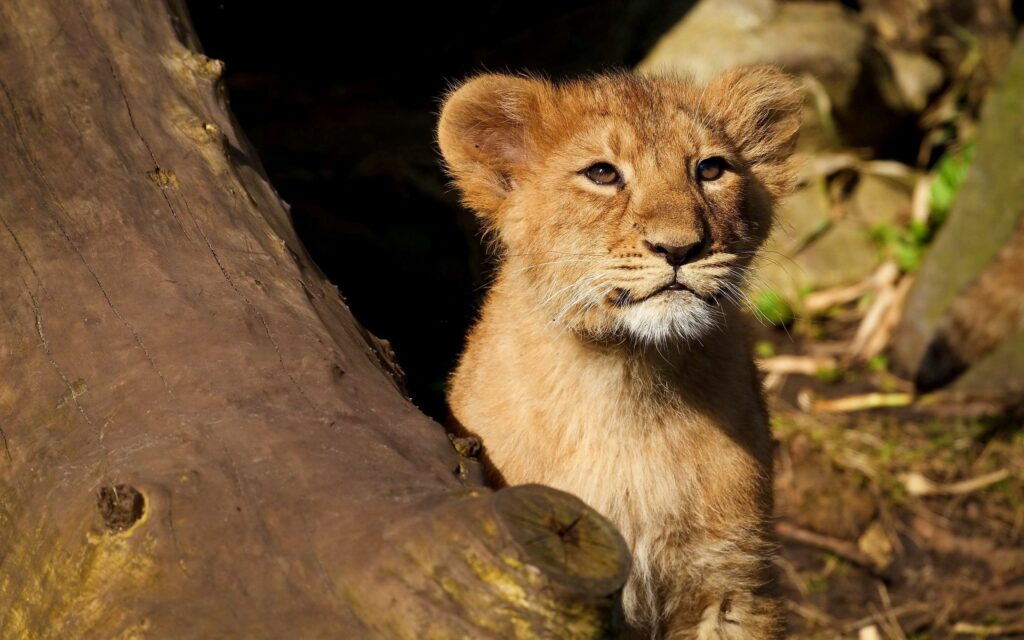 Young Lion Cub Walking by Tree - Sunlit Nature Background Wallpaper