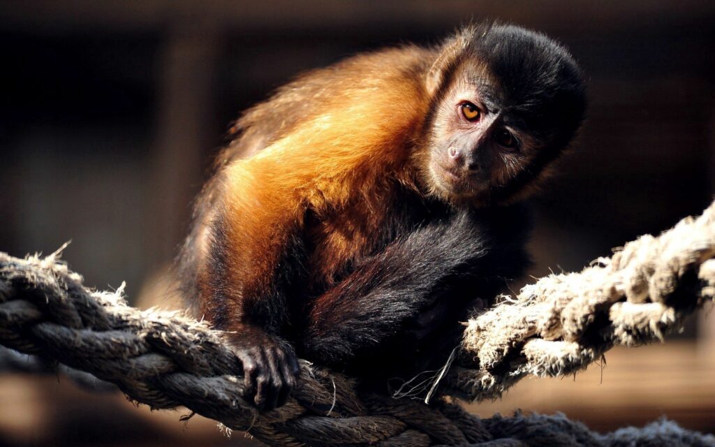 Curious Marmoset on Rope: Vibrant Monkey Wallpaper for Nature Lovers