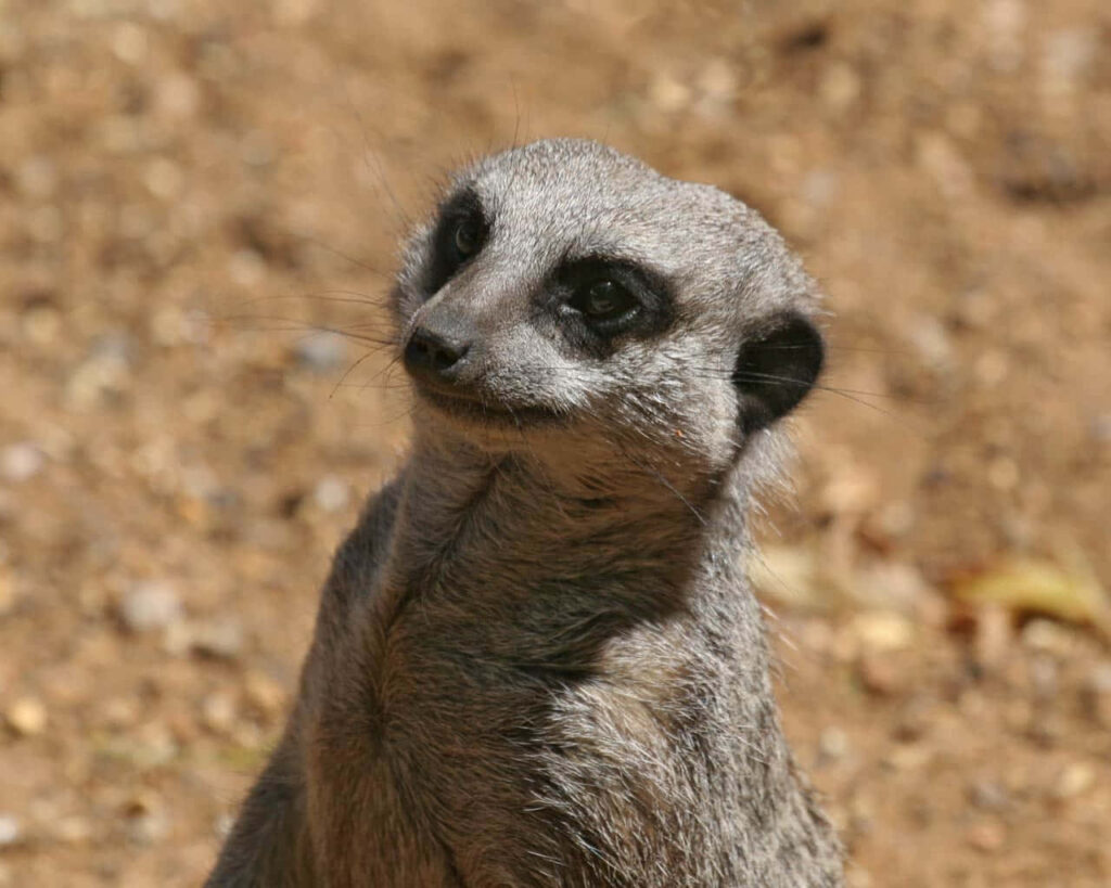 Curious Meerkat Close-Up Wallpaper: Detailed Fur & Natural Background