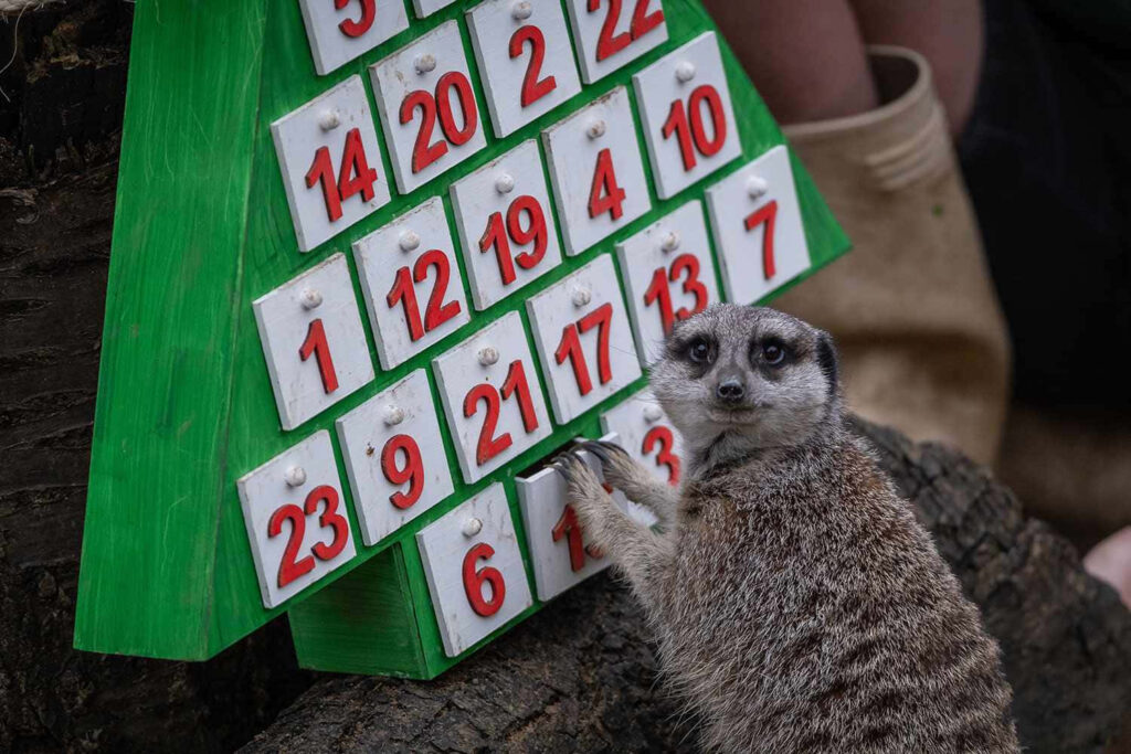 Curious Meerkat Examines Zoo Board - Engaging Animal Wallpaper