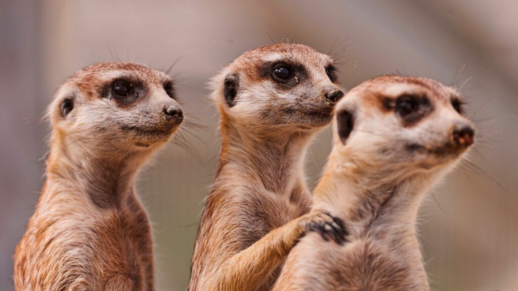Curious Meerkat Family Wallpaper: High-Res Nature Scene