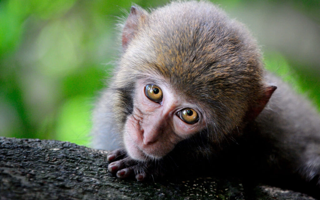 Curious Monkey Close-Up: Intricate Fur & Green Natural Background Wallpaper