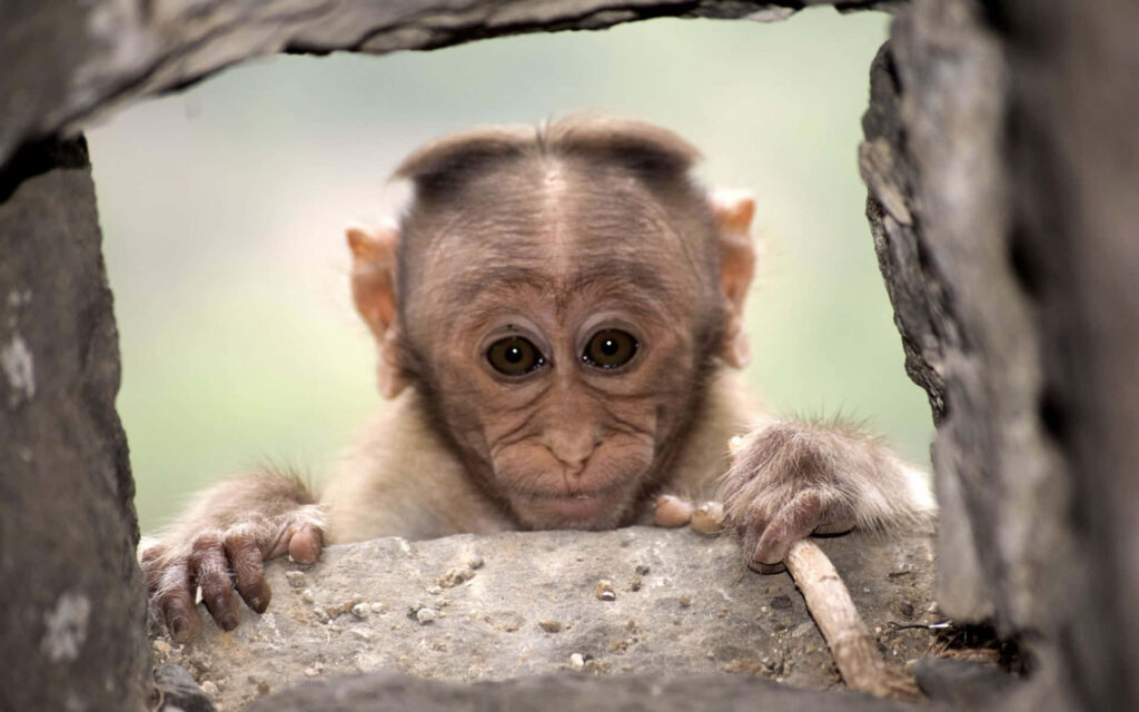 Adorable Monkey Gazes Through Stone with Twig in Tiny Hands Wallpaper