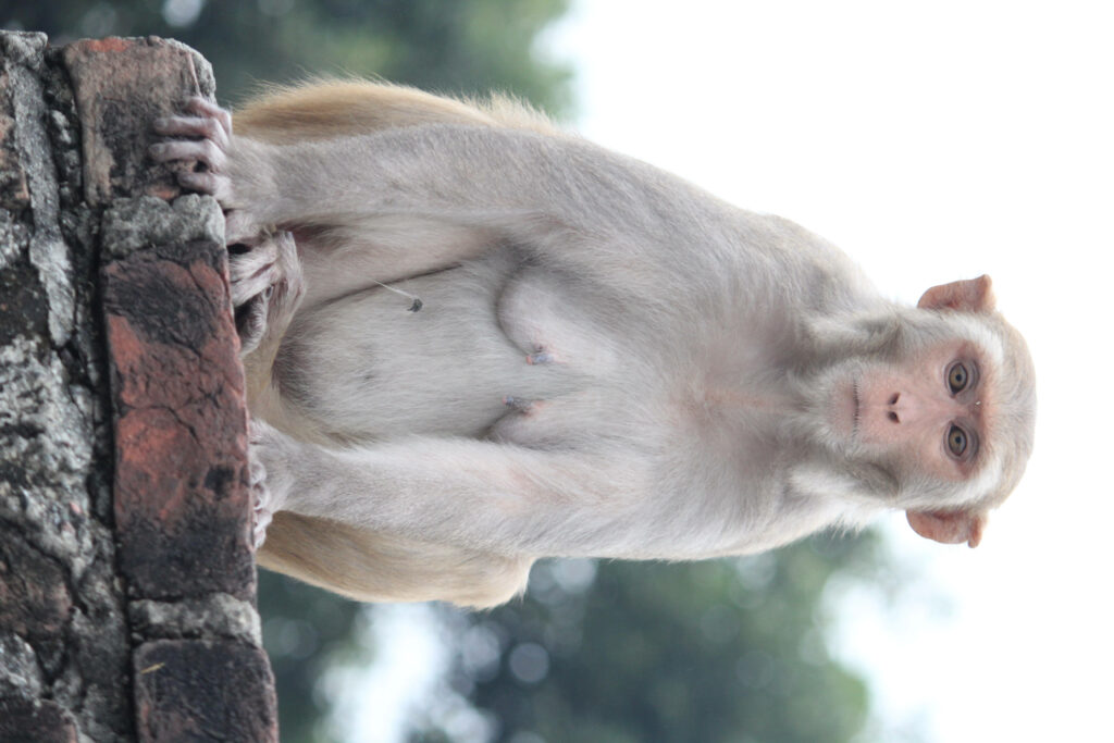 Curious Monkey Wallpaper: A Humorous Nature Scene